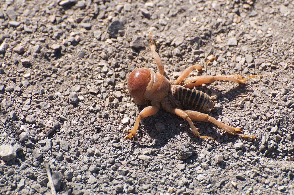 jerusalem cricket, types of crickets