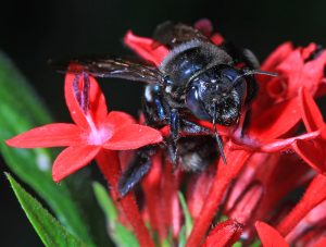 Southern Carpenter Bee