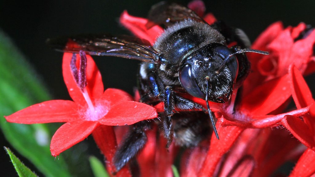 Southern Carpenter Bee