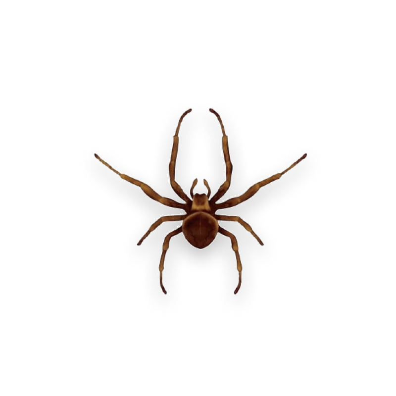 spider