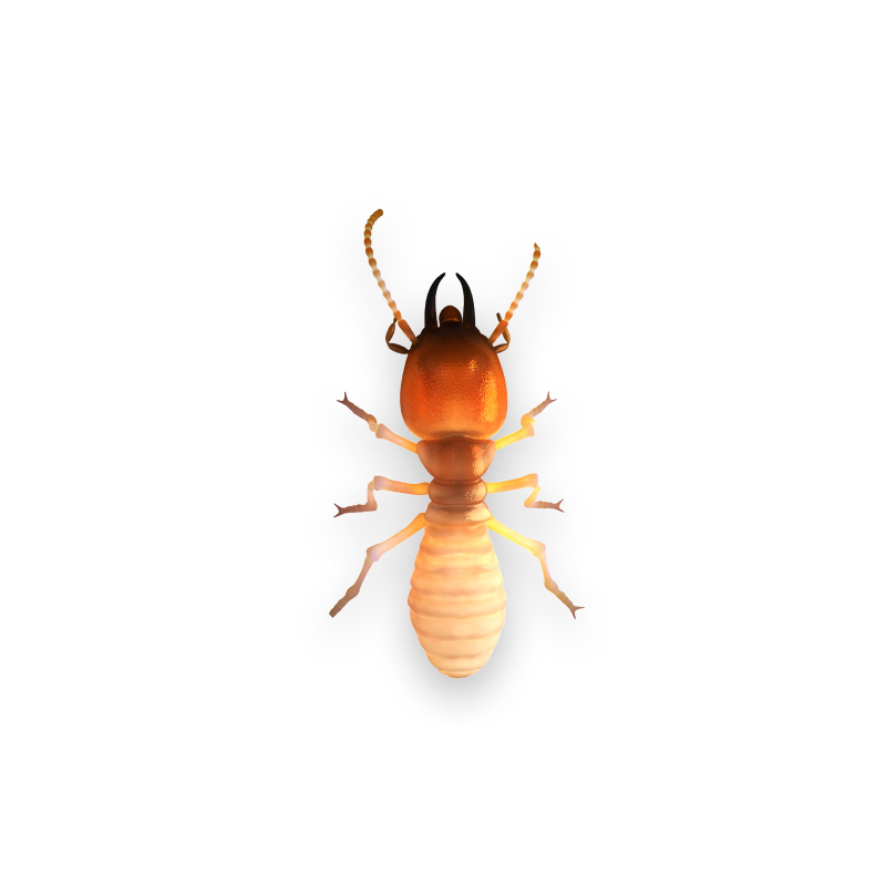 termite