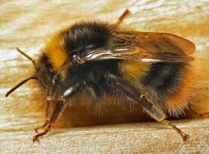 Western bumble bee