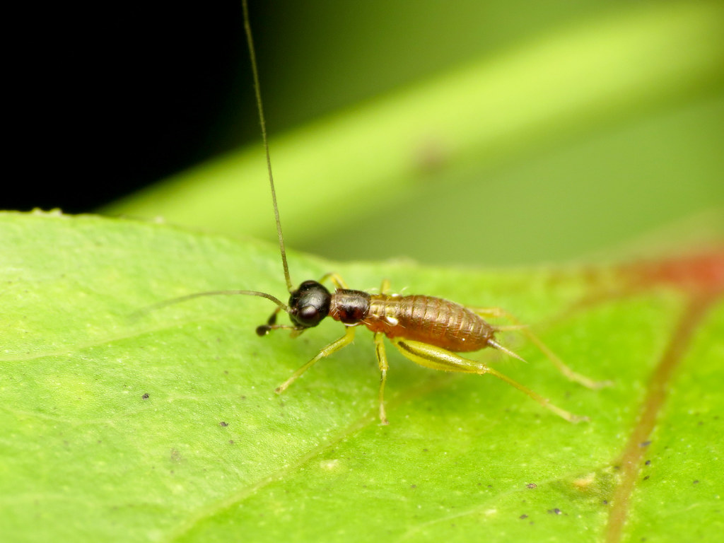 baby crickets