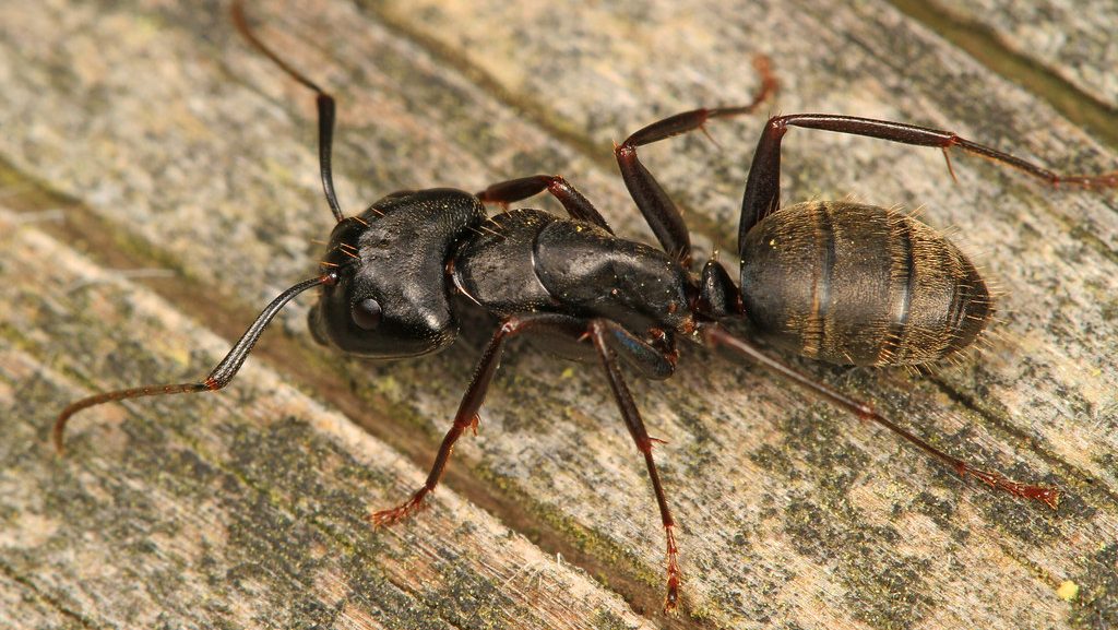 black carpenter ants