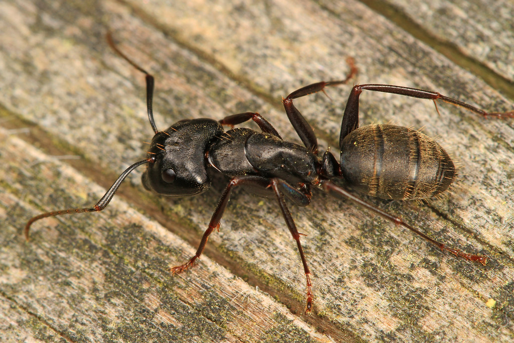 black carpenter ants