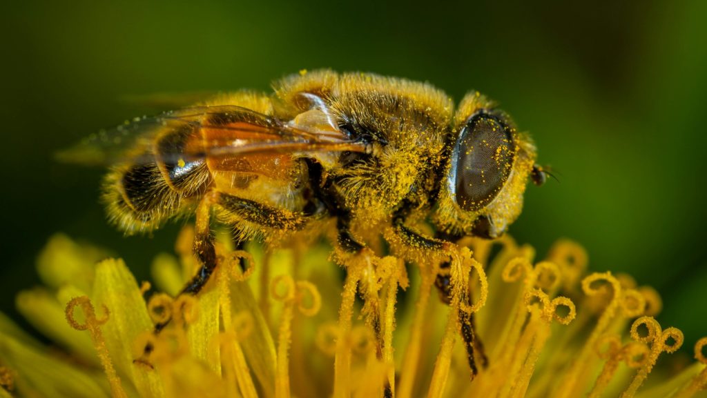 bumble bee behaviour