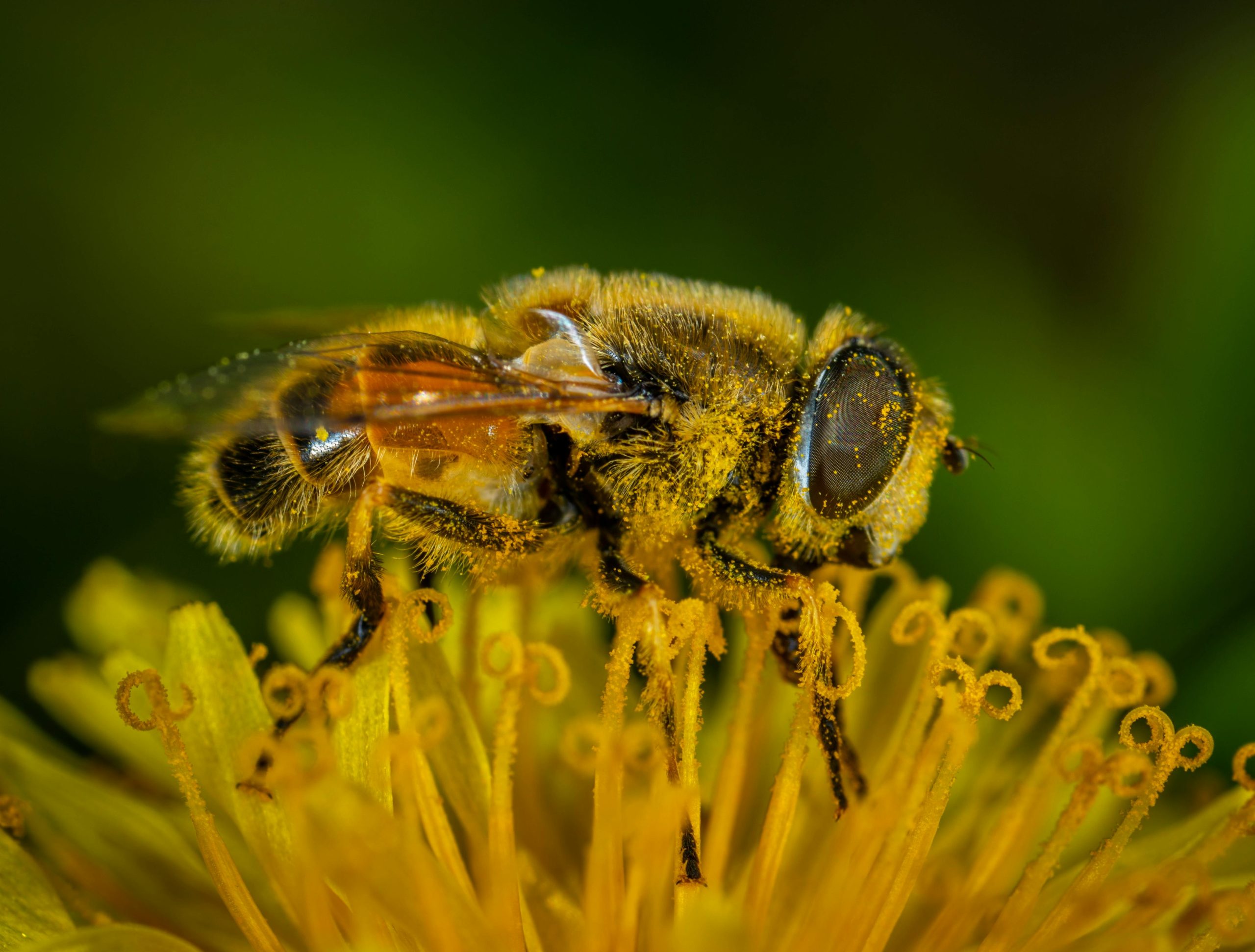 bumble bee behaviour