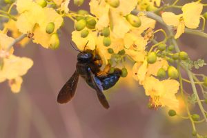 california Carpenter Bee