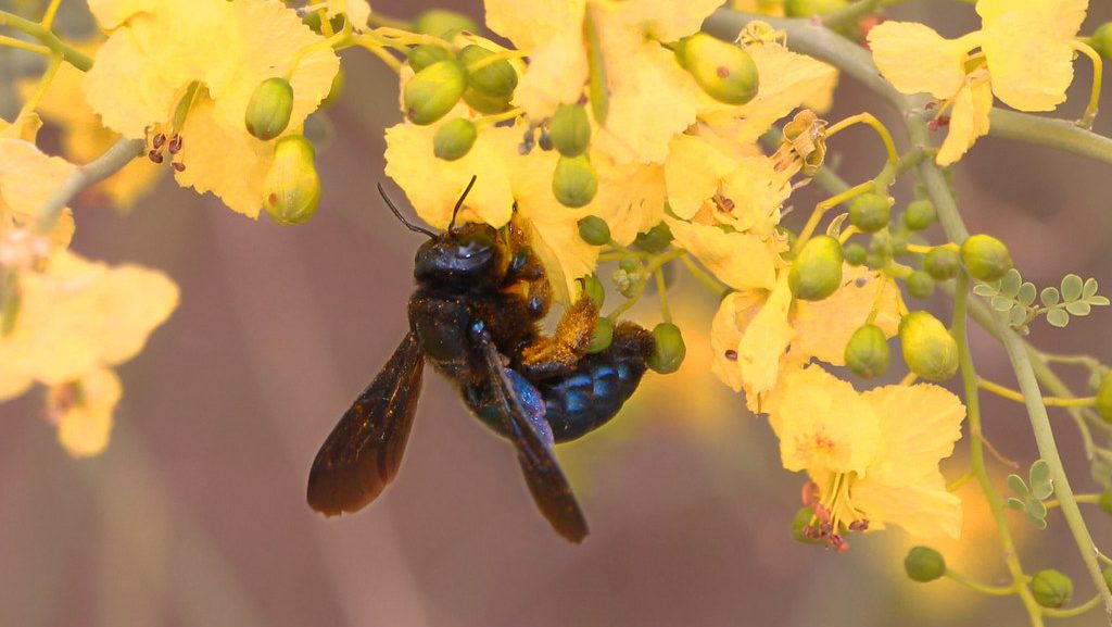 California Carpenter Bee