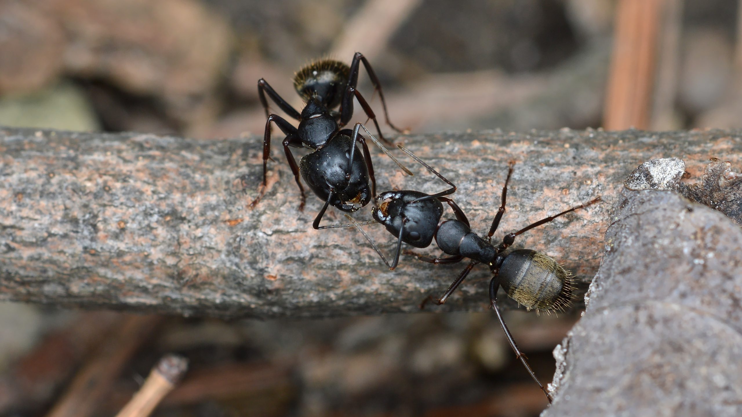 ants, ants hibernate