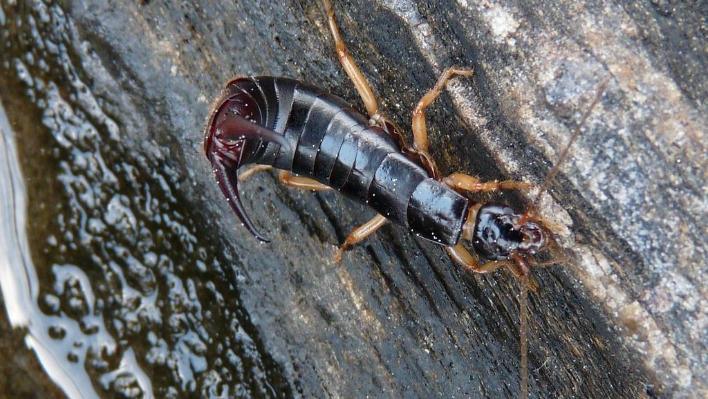 earwig under the rock