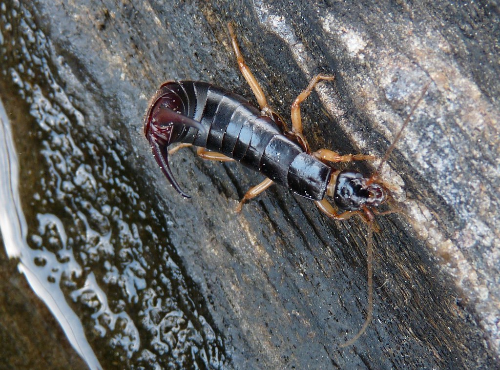 earwig under the rock