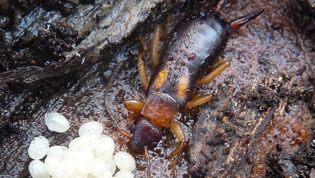 practical earwig control tips