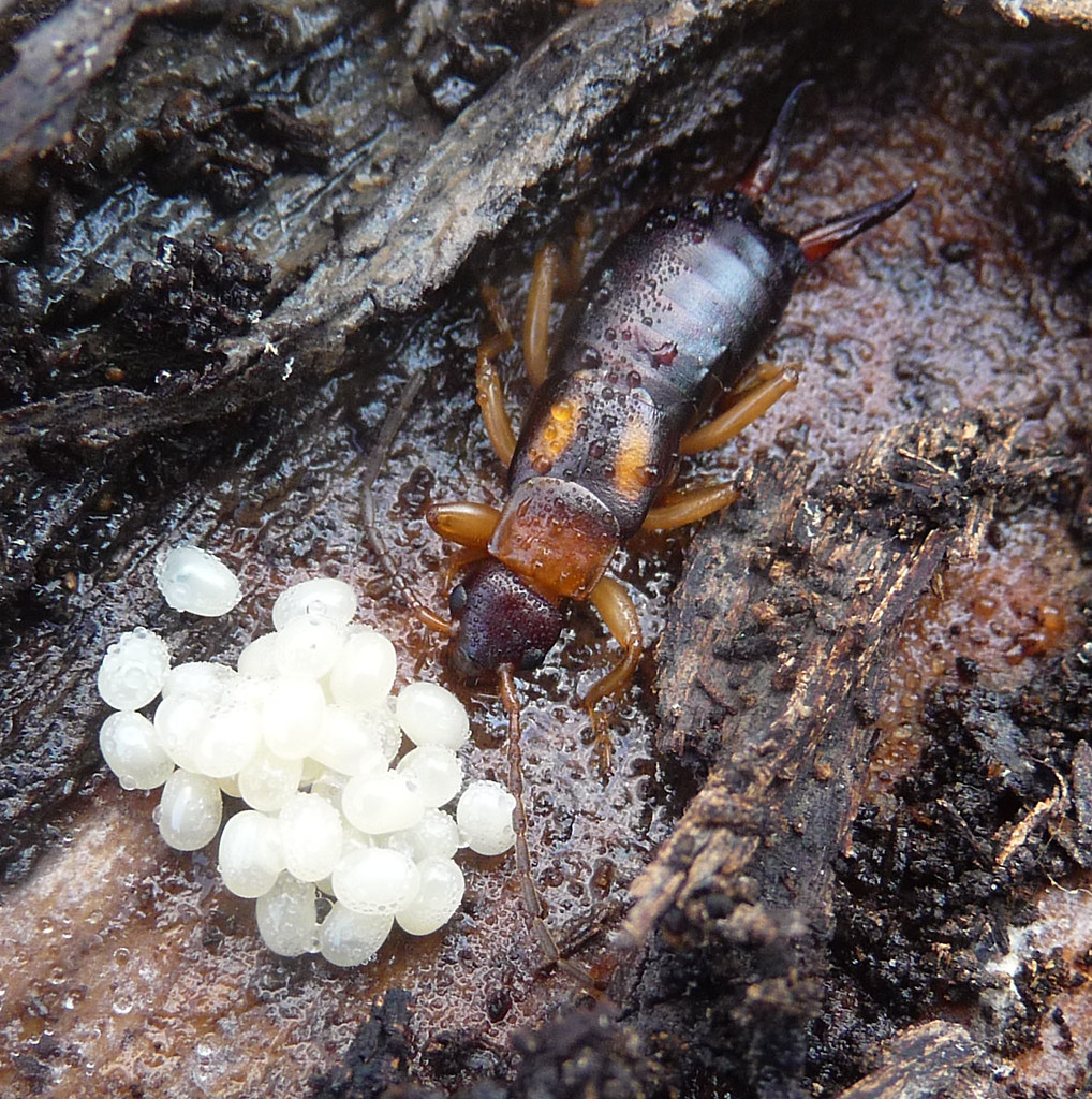 practical earwig control tips