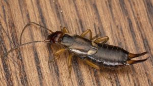 Why Are Earwigs Called Earwigs? - Affordable Pest Control Services