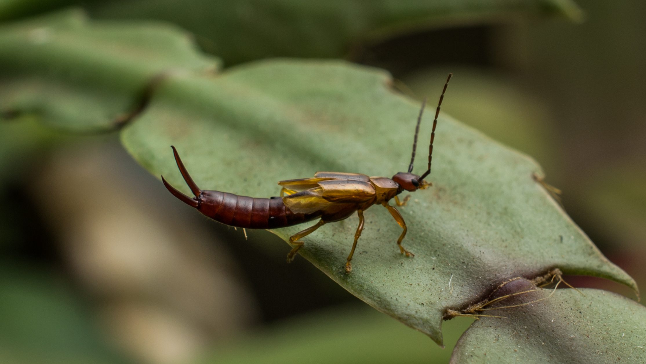 Natural Predators