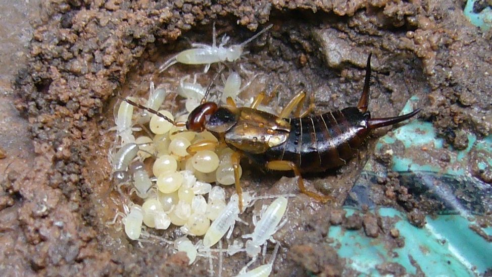 earwig eggs