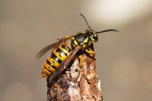 eastern yellow jackets