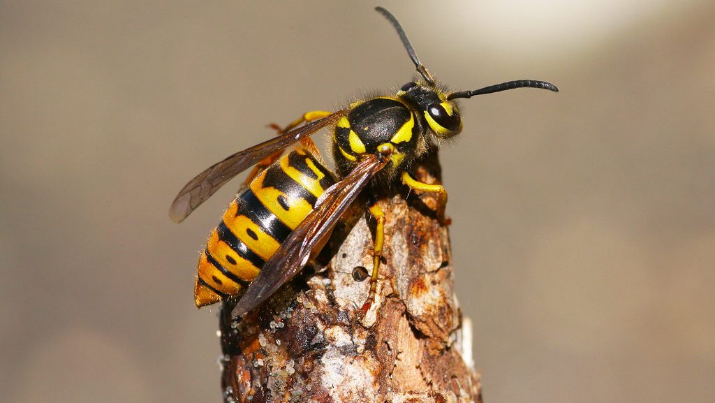 Eastern yellowjacket