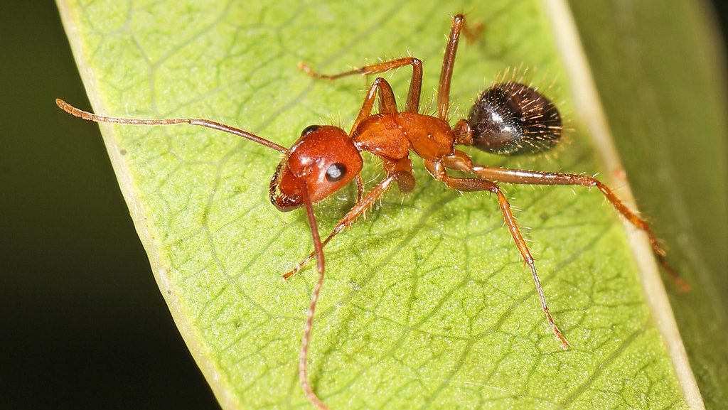 florida carpenter ants, carpenter ant