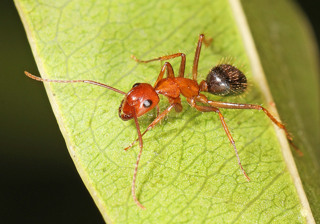 florida carpenter ants, carpenter ant