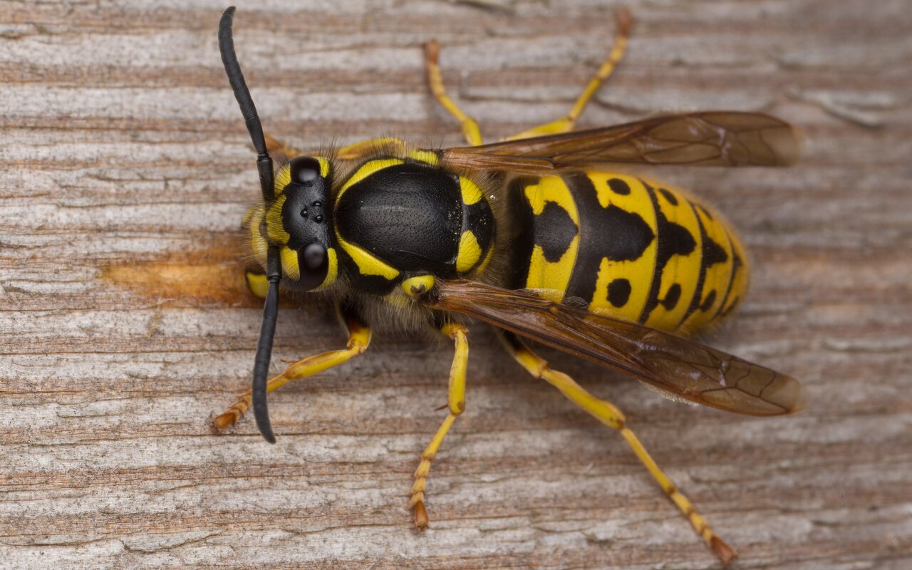 German yellowjacket