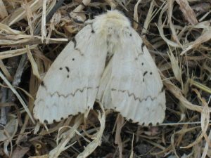 GYPSY MOTHS