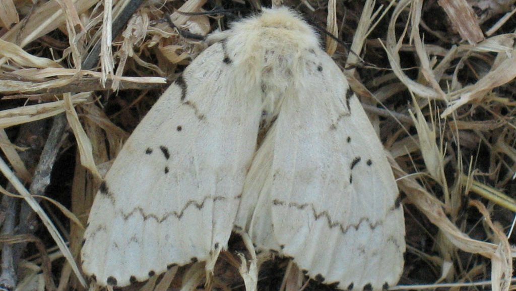 Gypsy Moths