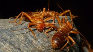 Do Earwigs Go Into Your Ears? Pests Exterminators