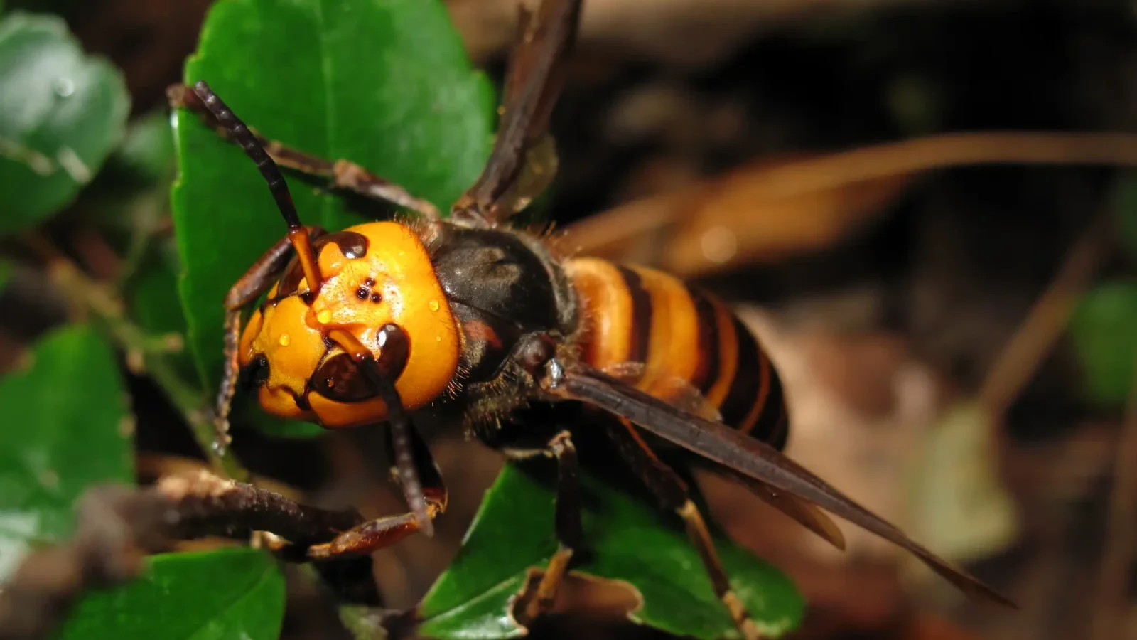 hornet pest