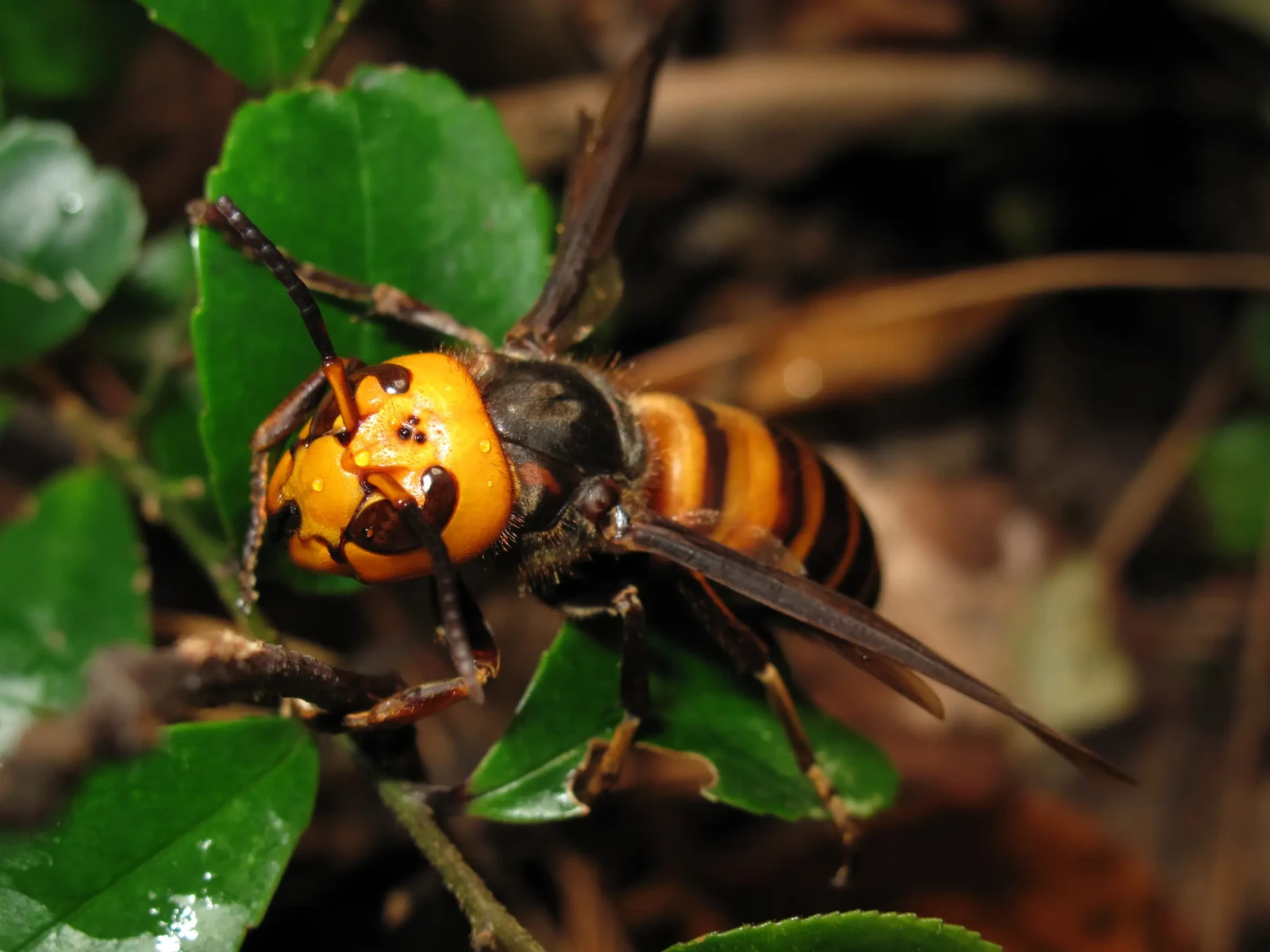 hornet pest