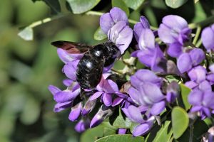 mountain Carpenter Bee