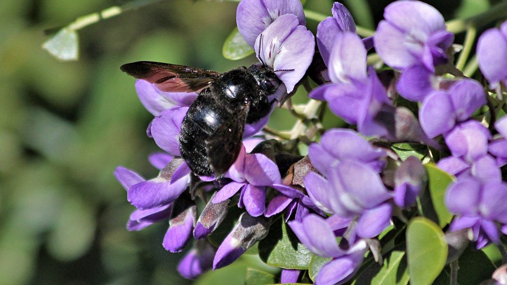 mountain Carpenter Bee