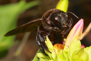 valley Carpenter Bee