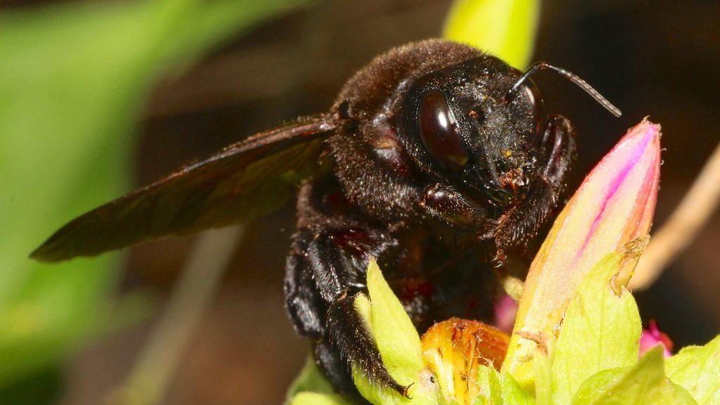 valley Carpenter Bee