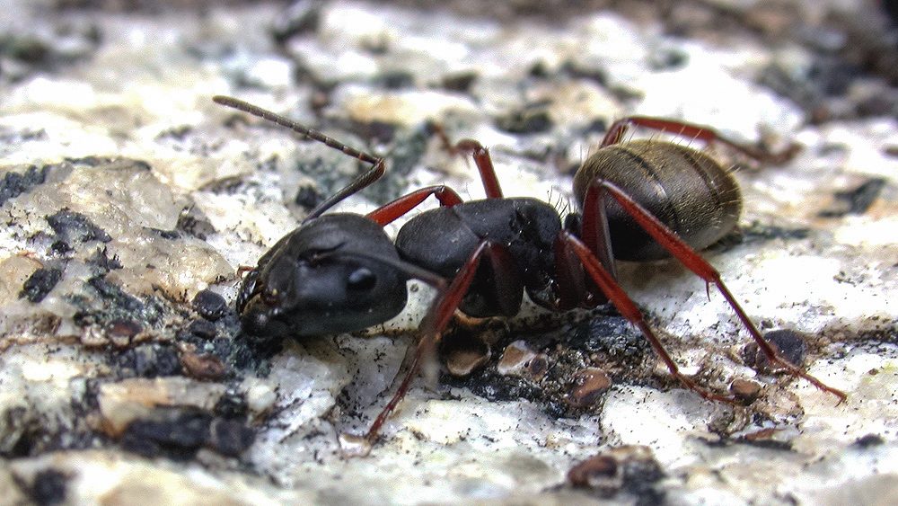 western carpenter ants