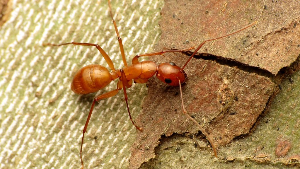 yellow carpenter ants