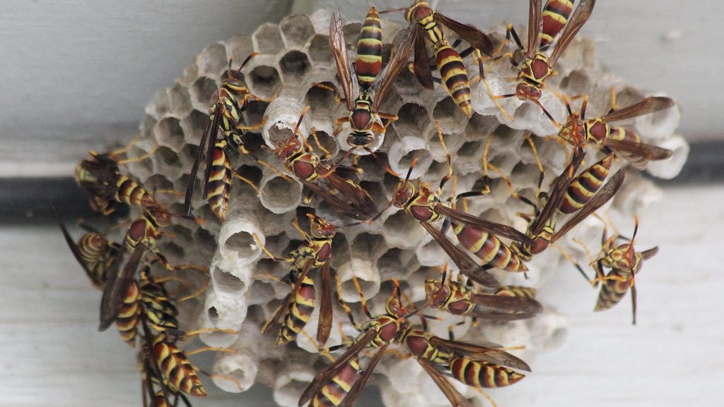 What Does A Yellow Jacket Look Like Identification Guide