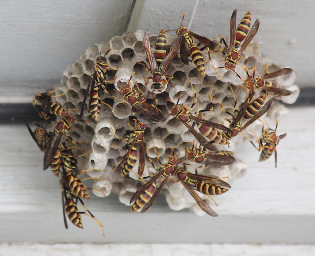 yellowjacket nest