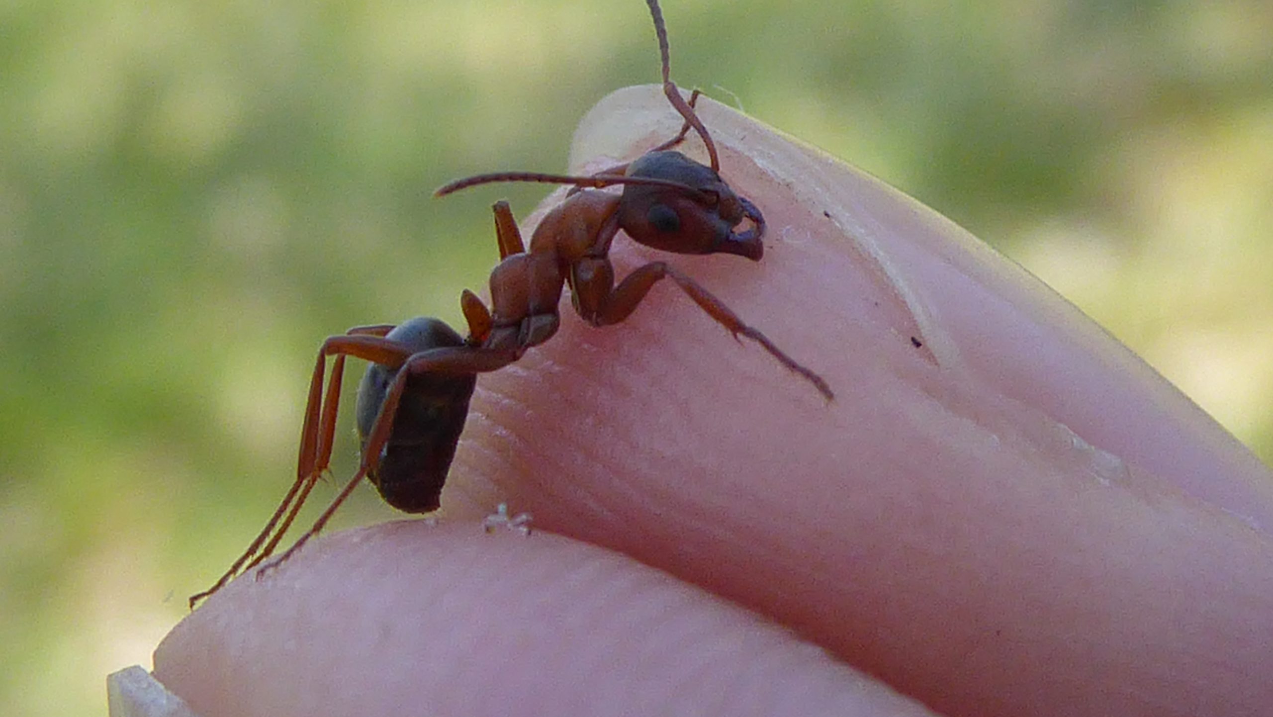 ants bite