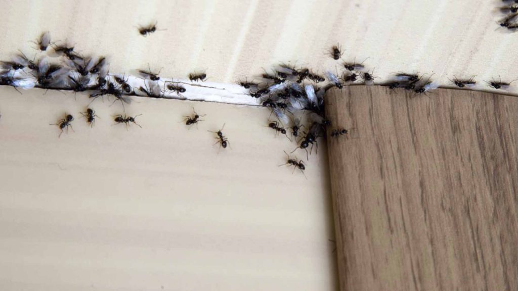 ant infestation, ant control