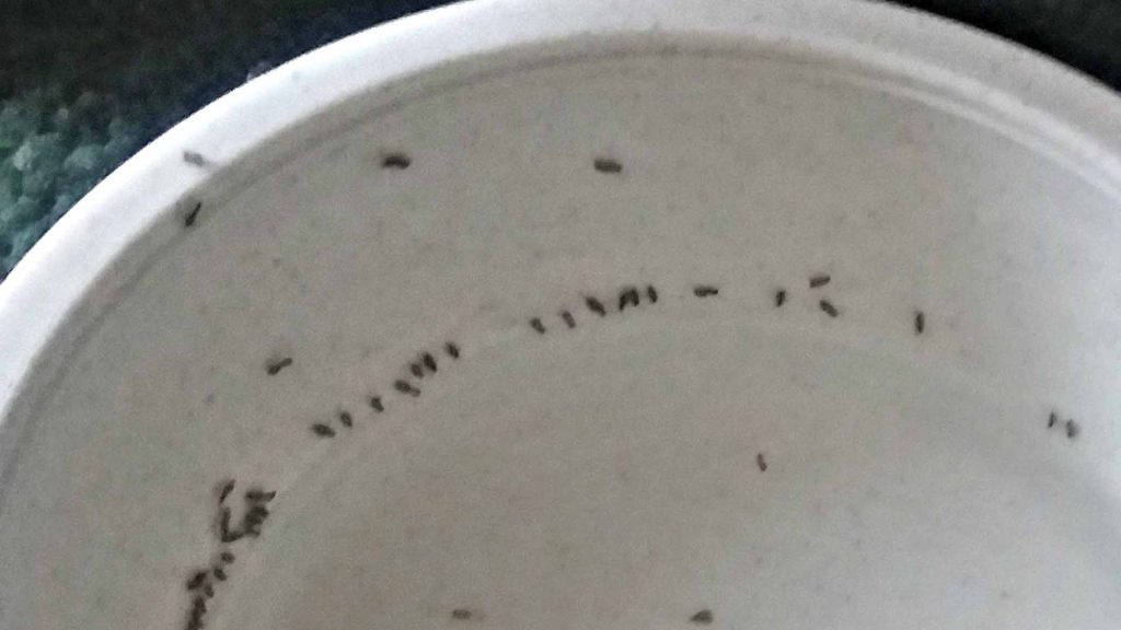 ants around Pet Food Bowls