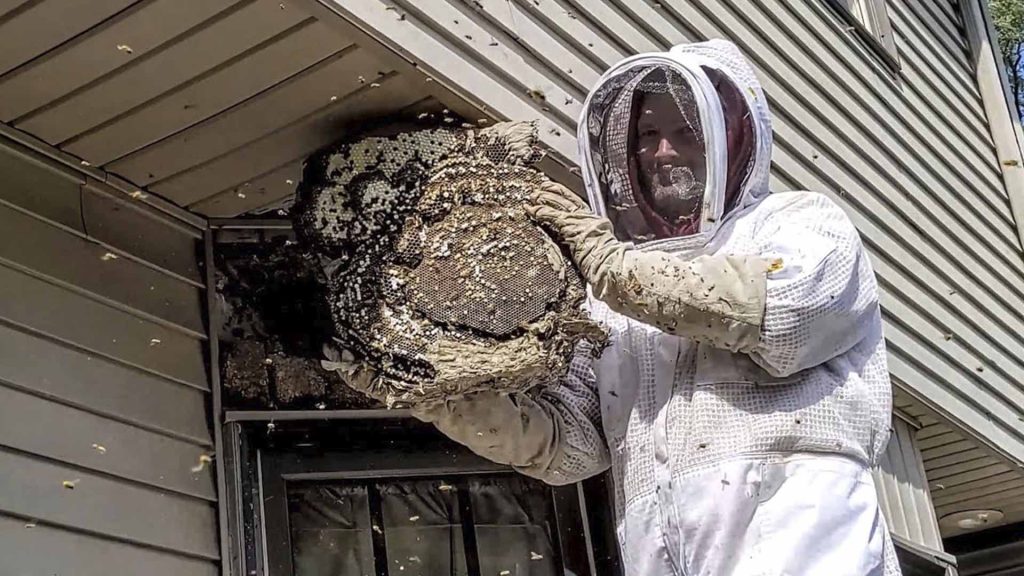 yellowjacket nest removal