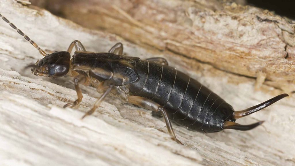 earwigs in crevices