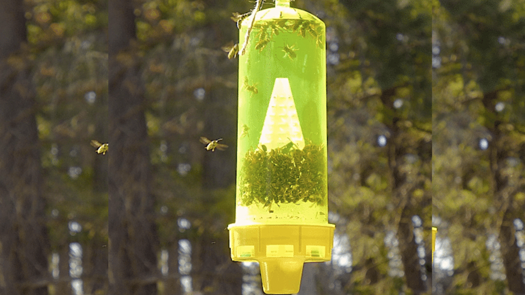 yellow jacket baiting station