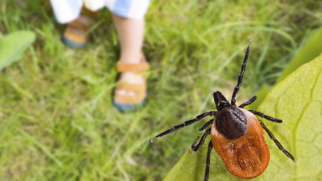 ticks in garden