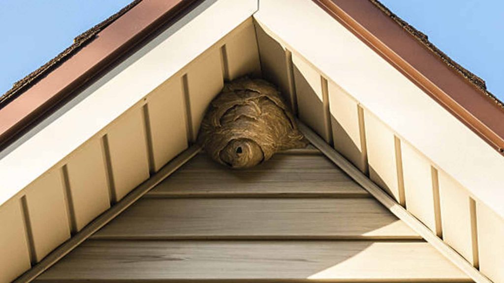 wasps in roof corners