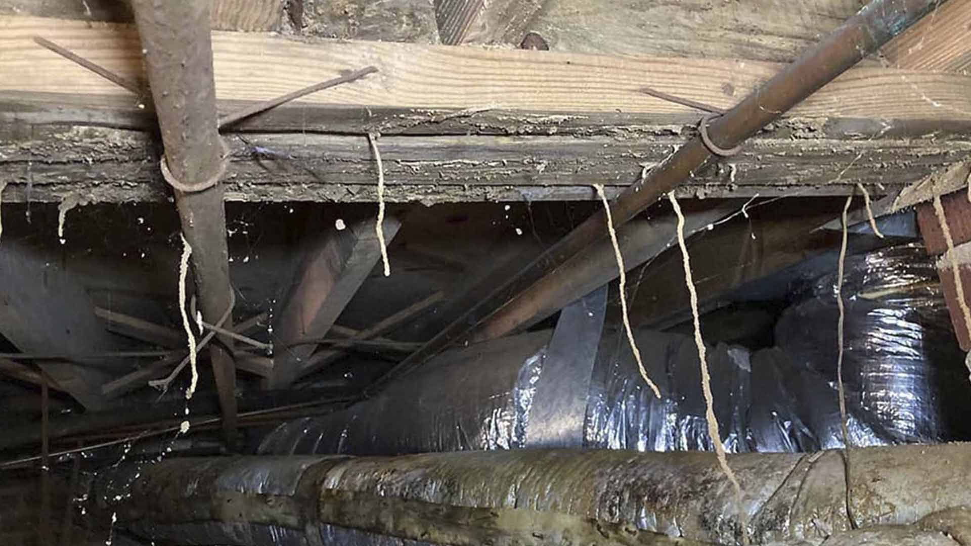 termite into house foundation