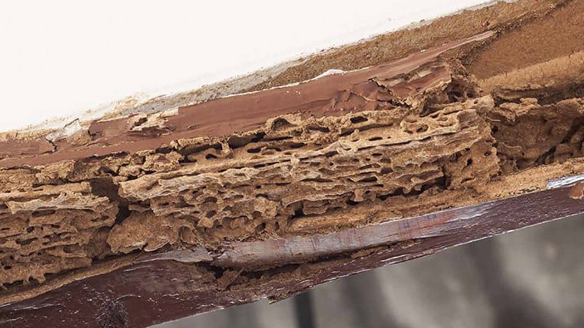 termite in wood structure