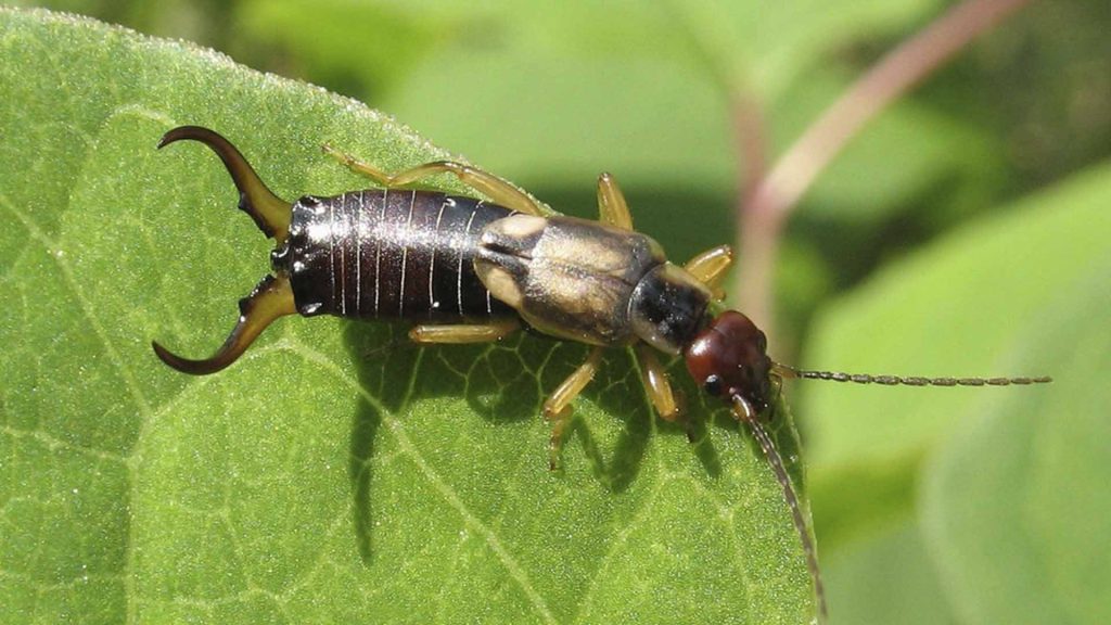 earwigs in outdoor